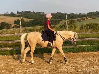 Pony B, valach 13let – drezura, parkur, ZZVJ, výstavy/ - 9
