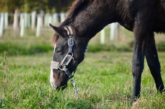 Lusitano klisna nar. 5/2024 - 9