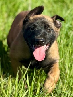 BELGICKÝ OVČÁK MALINOIS - 9