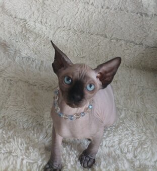 Kanadský Sphynx - 9