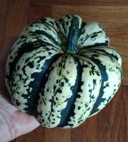 Semínka okurka, cuketa, dýně, hokkaido, ačokča, meloun - 9