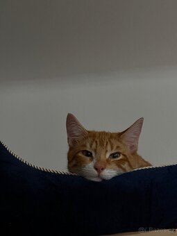 🐾 DARUJEME DVA ÚŽASNÉ KOCOURY DO DOBRÝCH RUKOU 🐾 - 9