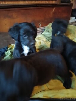 Štěňata - 9