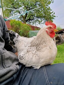 Maranska černá měděnokrká,Cream legbar, Hempšírka - 9
