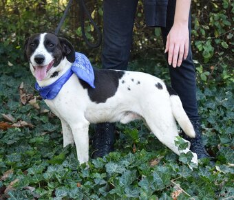 AKTY K ADOPCI - 6,5 ROKU,AKTIVNÍ,HRAVÝ,KAMARÁDSKÝ - 9