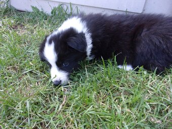 Border kolie / collie štěňata s PP (FCI) - 9
