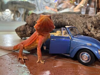 AGAMA VOUSATÁ POGONA VITTICEPS NA PRODEJ - 9