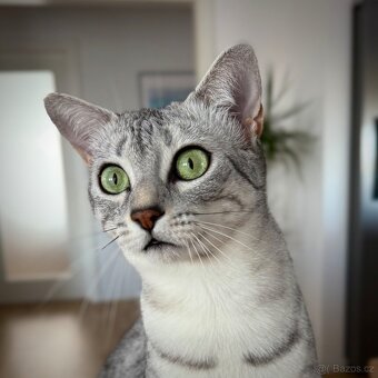 Egyptská Mau - kočička s rodokmenem - 9