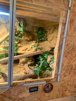 Prodám velké terárium + 2× agama vousatá - 9