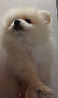 Pes pomeranian x trpasličí špic - 9