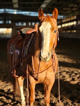 QH valach na predaj - 9