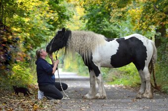 MILIONOVA kobylka irskeho coba (Irsky cob) - 9