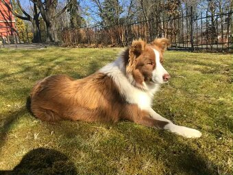 Border kolie s PP - 9