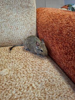 Osmák degu - 9