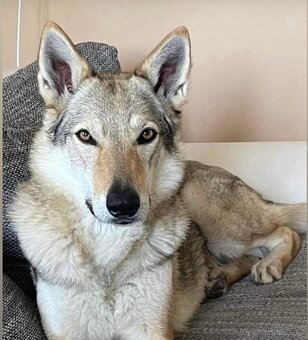 Československý vlčák - 9