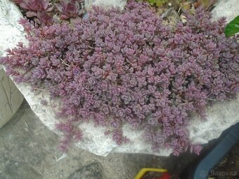 Odolné přebytky ze zahrady - 9