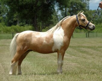 Minihorse klisna - 9