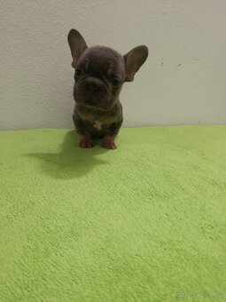 Francouzský buldoček bez pp - 9