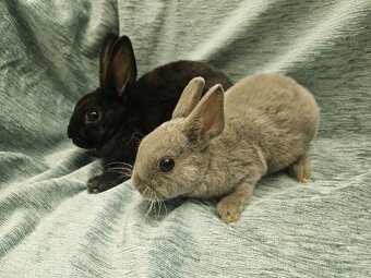 Zakrslý králíček - 9