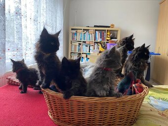 Poslední mainská holčička - blue smoked - JIŽ K ODBĚRU - 9