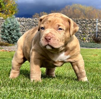 American Bully XL XXL - 9