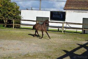 Puro Sangue Lusitano - roční hřebeček po Miura de Cais - 9