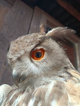 Stará školní pomůcka - sova - 9