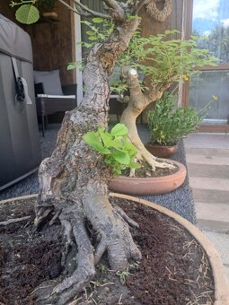 Bonsai,Bonsaj Olše - 9