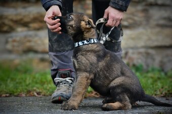 Německý ovčák s PP - 9