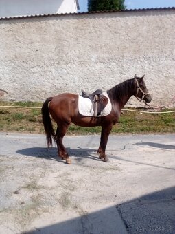 Prodám kobylku WPB - 9