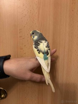 Prodám mladé andulky po vylétnutí z budky - 9