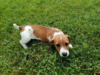 Štěňátka Jack Russell teriér - 9