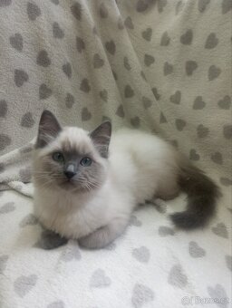 🐾 Čistokrevná Ragdoll koťátka s PP – ihned k odběru 🐾 - 9