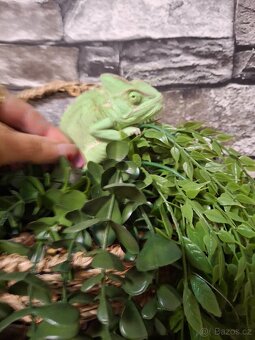 chameleon jemenský - 9