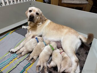 Labradorský retriever s PP - 9