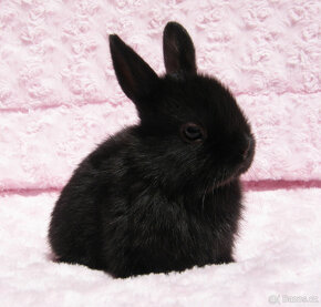 Zakrslý krátkouchý králíček , malinká černá samička . - 9