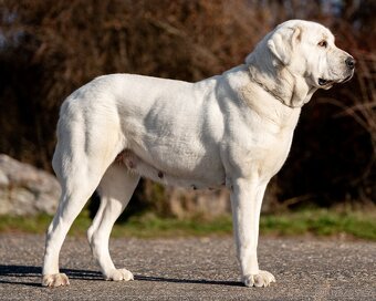 Středoasijský pastevecký pes, SAO štěňata s PP FCI, Alabai - 9