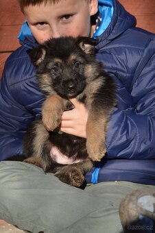 Německý ovčák-štěňata - 9