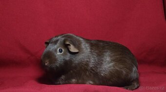 Morče, morčátko - 9