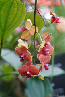 Objektiv Auto Takumar Asahi Optics 55mm f/2 - 9