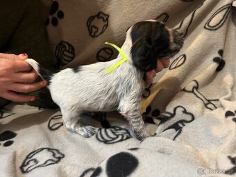 Anglicky kokršpaněl - 9