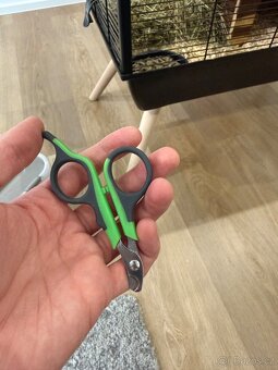 🐹 Nabízím morče do dobrých rukou 🐹 - 9