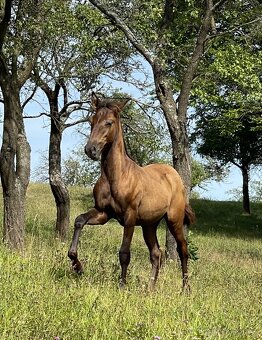 Lusitano hřebec PSL roční a jeho dva bratři - 9