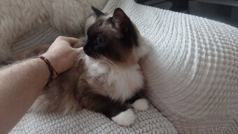 ragdoll,radgoll,nekastrované kočky na prodej - 9