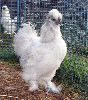 Hedvábnička velká vousatá - EU - 9