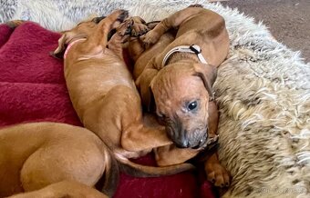 Rhodéský Ridgeback- štěňata s PP, odběr koncem listopadu - 9