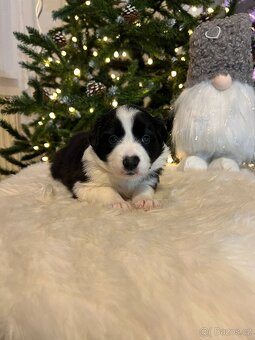 Štěňata Border kolie s PP - 9