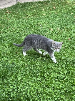 Daruji kocourka a kočičku dorostence - 9