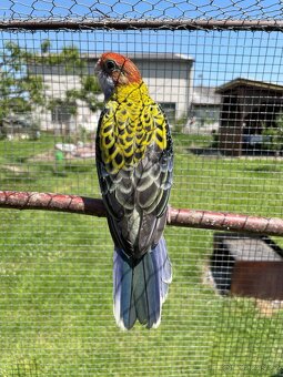 Rosela žlutohlavá 🦜 - 9