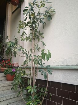 Juka, šeflera, zelenec - 9